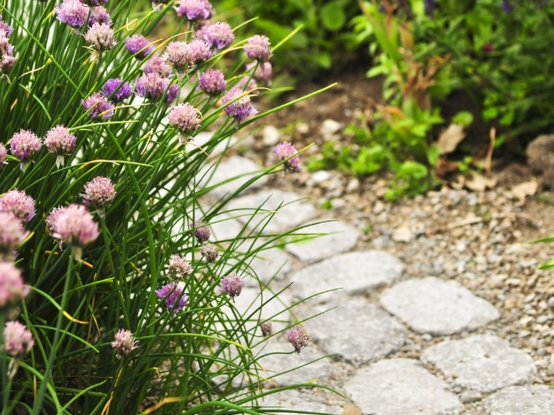 garden cottage path lined with blooming chive flowers and loose gravel surface