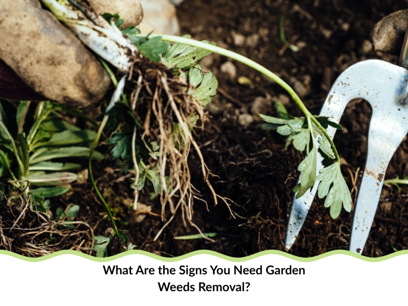 Garden Weeds Removal using hand and tool to extract weeds with roots from soil.