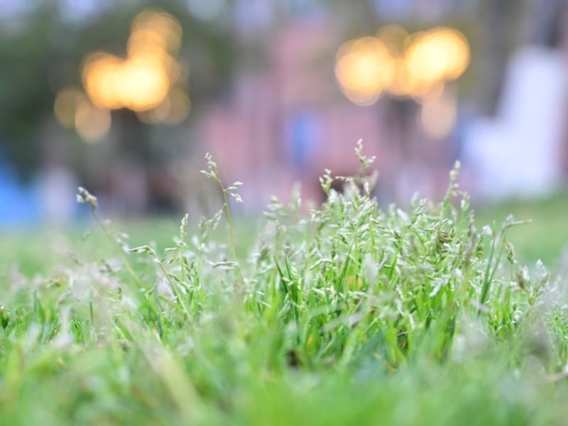 Lawn showing weeds highlighting natural ways to remove weeds effectively
