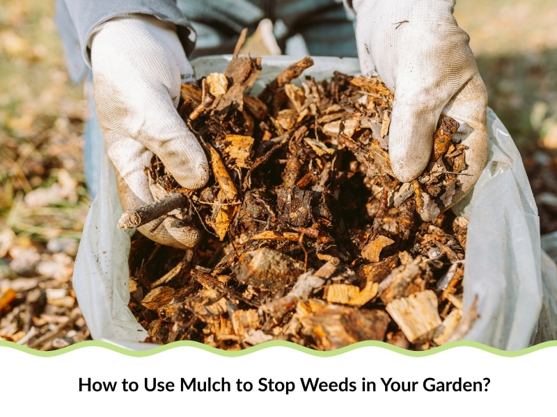 Fresh bark mulch to stop weeds being held in a plastic bag by a gardener