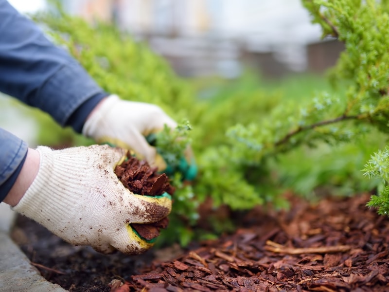 Gardener applying mulch to stop weeds around green shrubs in a garden bed