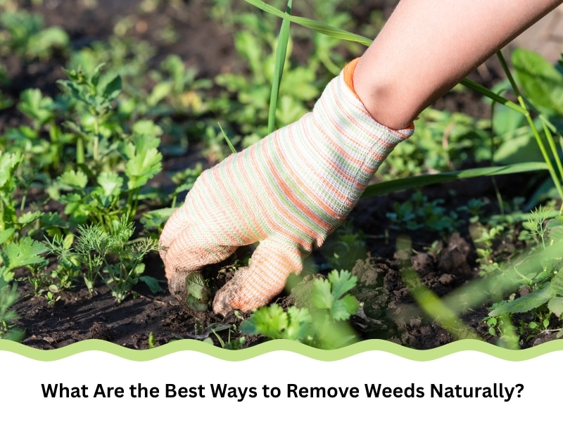 Gardener hand-pulling weeds demonstrates natural ways to remove weeds.