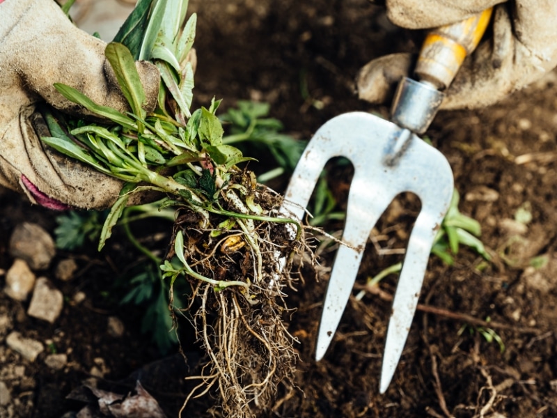 Garden fork uprooting weeds shows effective ways to remove weeds.