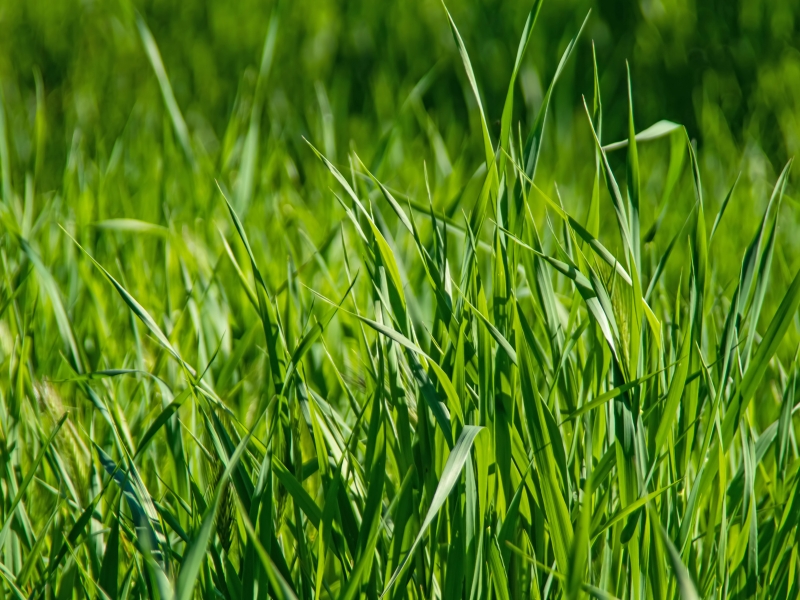 Thick green grass demonstrating how dense lawns stop weeds from growing.