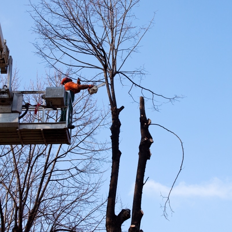 Tree lopping on a large mature tree in Sydney