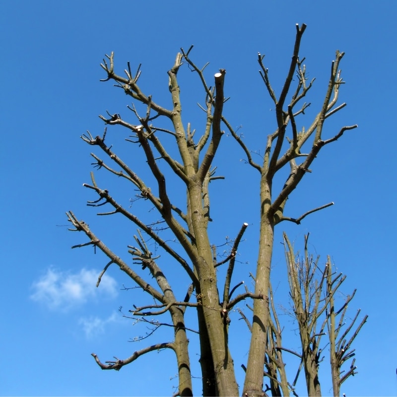 Tree lopping near power lines in Sydney