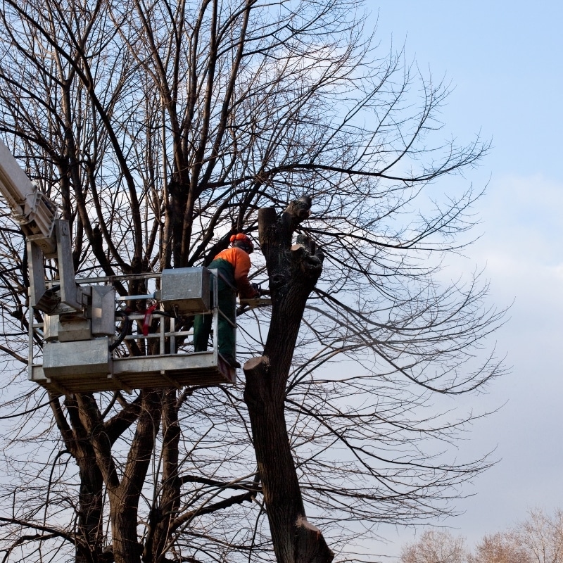 Tree lopping in a Sydney residential backyard