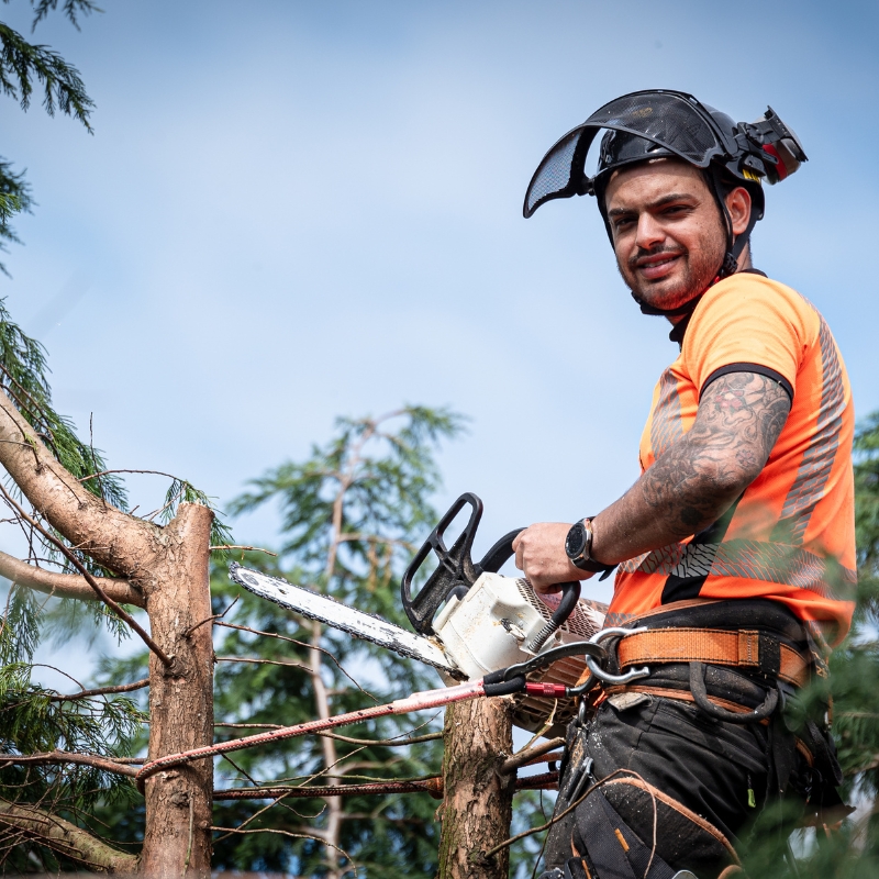 Expert Tree Removal service provider in Revesby