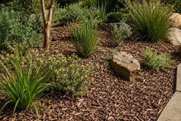 Woodchip mulch spread through a native garden bed in Sydney