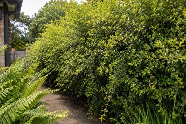 Overgrown Sydney hedge out of shape and blocking a path before trimming