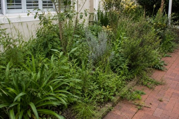 Overgrown Sydney garden bed with weeds through the plants before removal